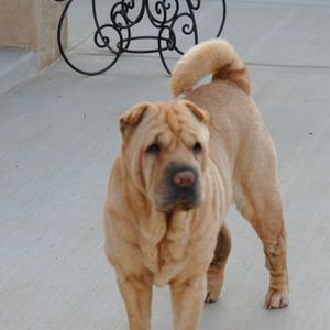 Meet your Posher, Merilyn